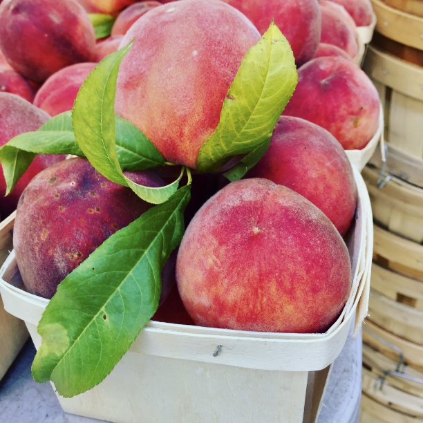 桃子丰收图片下载