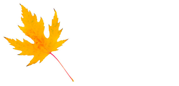 黄色的枫叶孤立在白色上。宽的照片。文本的空闲空间。图片下载