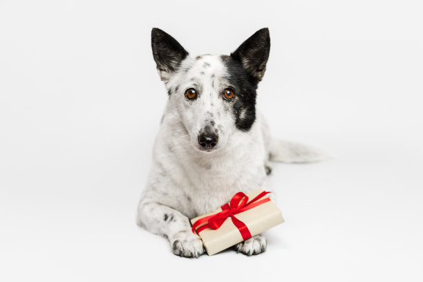 白色背景的狗带着礼物。带有黑色斑点的浅色狗。图片下载