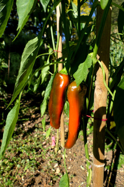 弗里吉泰洛胡椒图片下载