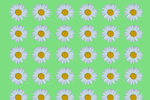 流行的夏季模式与白色洋甘菊在浅绿色的背景。最小的夏天的概念。图片下载