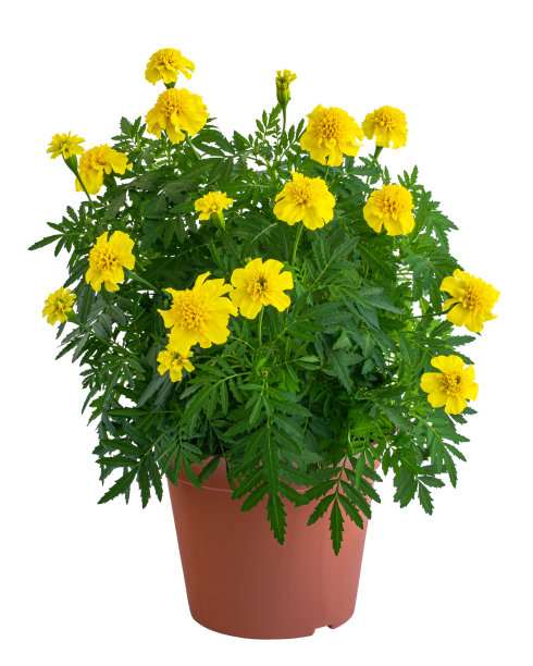 黄灿灿的金盏花茂盛的灌木图片下载