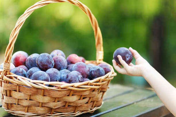 孩子手捧梅子收获。木桌上的柳条筐里放着李子。从花园里收获水果图片下载