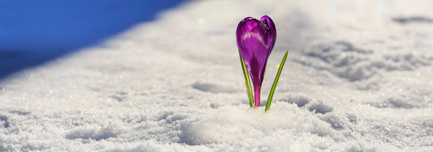 番红花——盛开的紫色花朵，在初春的雪地里，旗帜飘扬图片下载