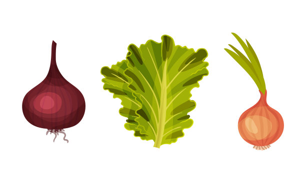 洋葱和生菜，新鲜蔬菜图片下载