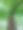 灰树图片下载