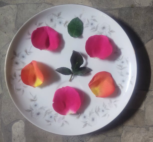 花瓣设计图片下载