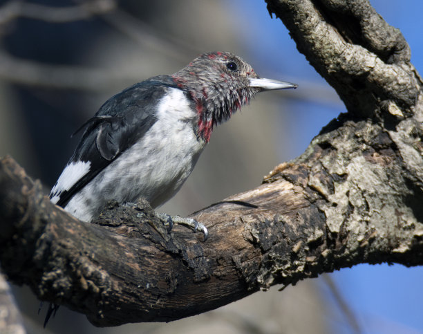 一只啄木鸟坐在树枝上。图片下载