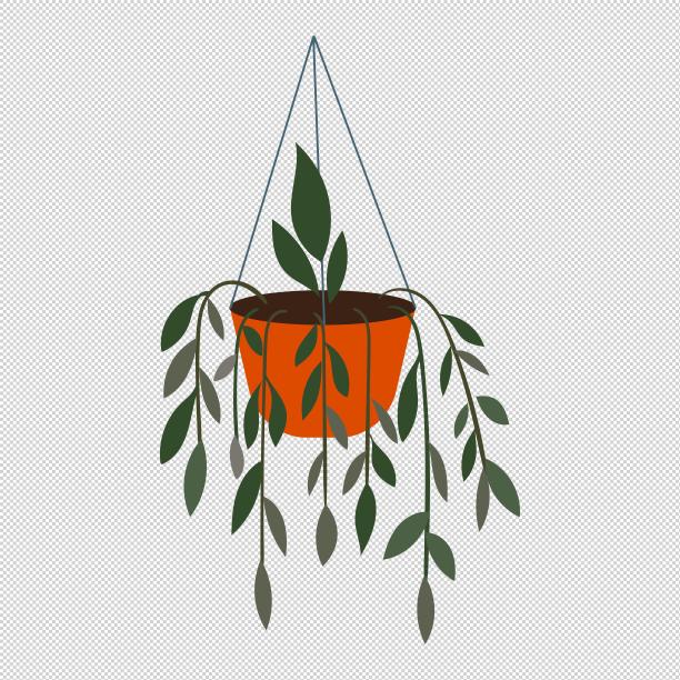 垂吊植物盆栽图片下载