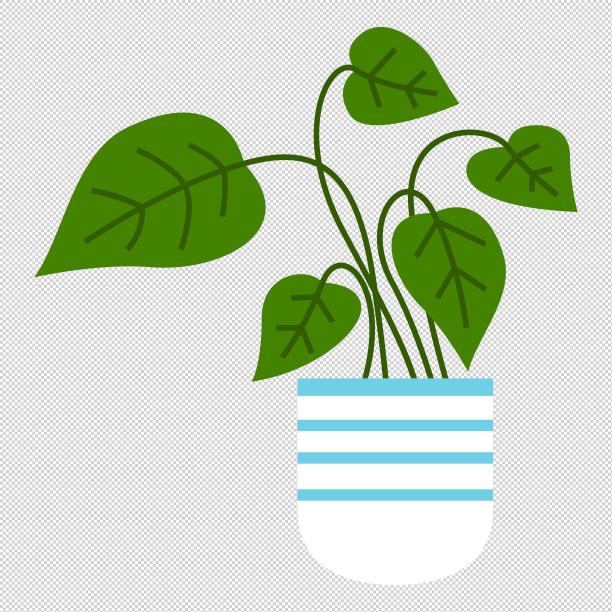 绿萝绿植盆栽图片下载