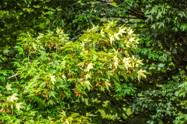 活橡树叶背景图片下载