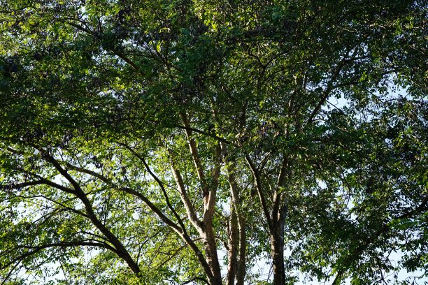 透过一棵大梧桐树的树冠图片下载