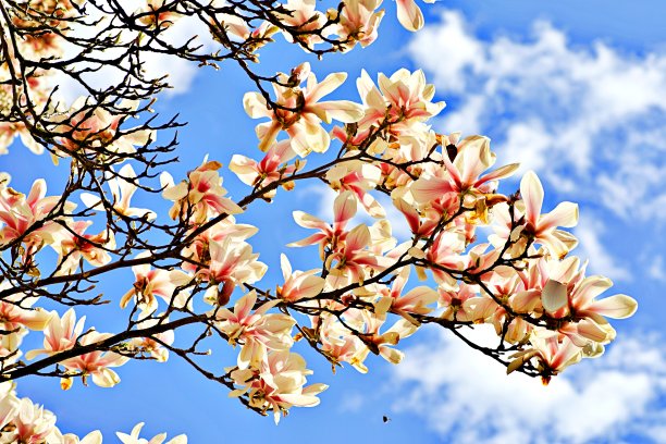 木兰在树上开花图片下载