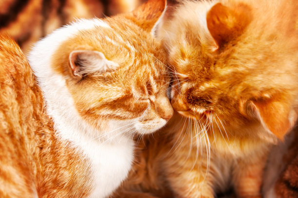 两只姜黄色的猫在老虎印的背景上接吻。猫是2022年虎年的象征。图片下载