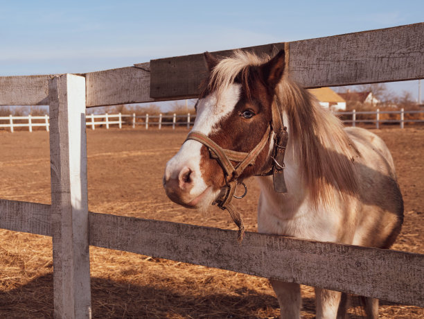 漂亮的小马在农场里散步。户外有白棕色鬃毛的家养小马。牧场上的牲畜。乡村景观的骏马肖像。图片下载