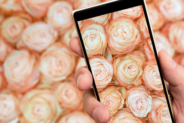 智能手机屏幕上的玫瑰。美丽的粉红色的花。图片下载