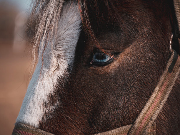 漂亮的小马在农场里散步。户外有白棕色鬃毛的家养小马。牧场上的牲畜。乡村景观的骏马肖像。图片下载