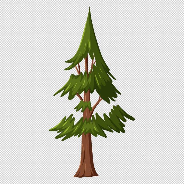 松树雪松树木图片下载