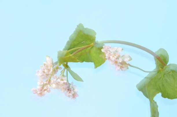 蓝色背景的荞麦花图片下载