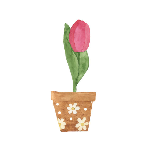 盆栽红郁金香。水彩手绘插图孤立在白色。明亮的花，棕色容器，白色洋甘菊和点装饰。图片下载