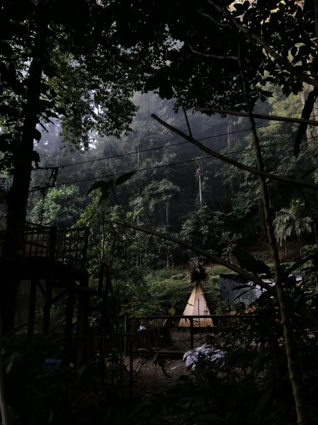 野生森林图片下载