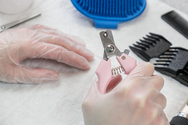 戴着手套的手握着宠物剪刀。给猫和狗梳毛图片下载