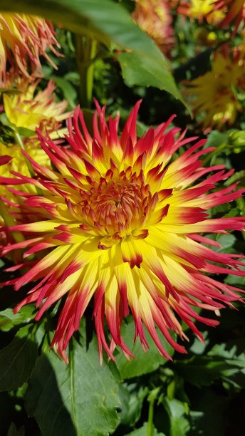 橙色和黄色仙人掌大丽花的特写图片下载