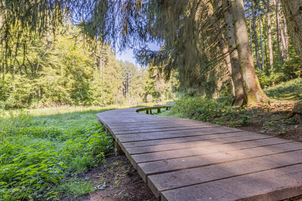 蜿蜒的木路逐渐消失在背景中，茂密的绿树环绕着沼泽地形图片下载