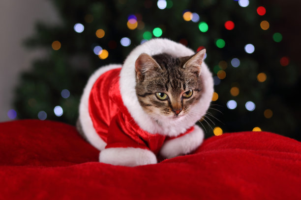 小猫圣诞老人。圣诞快乐。一只穿着圣诞老人红色衣服的猫躺在一个红色枕头上。图片下载