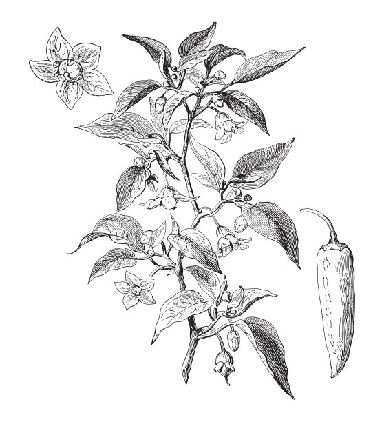 红辣椒(长辣椒)-古董雕刻插图图片下载