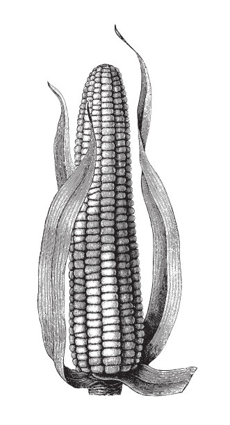 玉米（玉蜀黍）- 复古雕刻插图图片下载