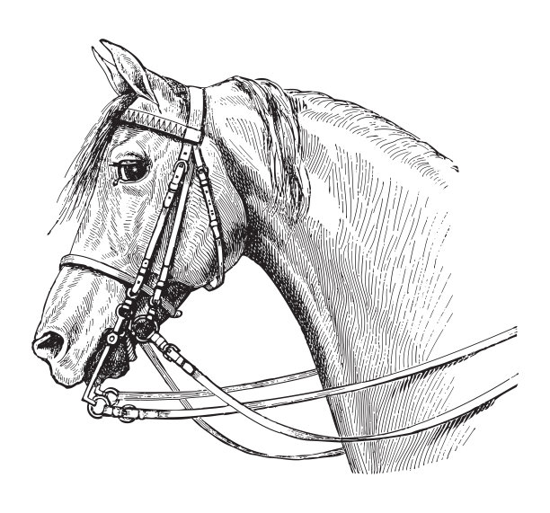 马头-古董雕刻插图图片下载