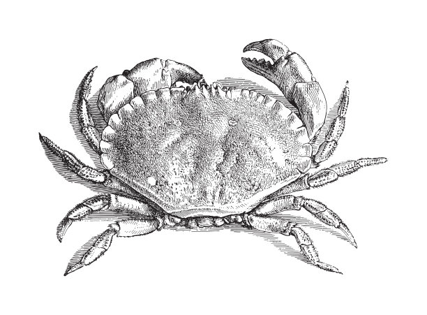 可食用蟹(巨蟹座)-复古雕刻插图图片下载