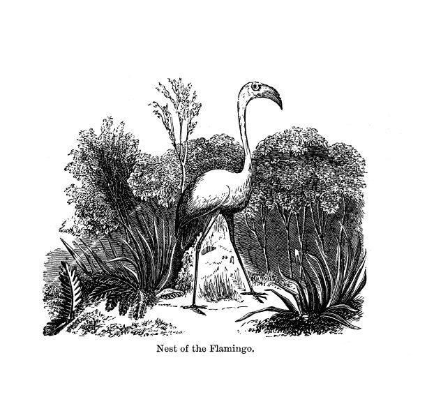 火烈鸟巢;维多利亚时代黑白版画鸟类的历史;图片下载