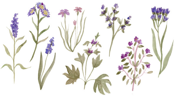 草地，森林，野生草本植物。水彩插图。图片下载