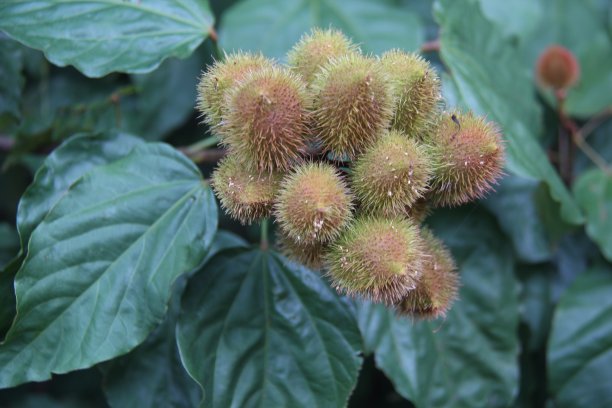 红木(乌鲁库姆)的果实。它的名字在图皮语中是红色的意思，被巴西土著居民用作绘画、防晒霜和驱蚊剂、香料和一般用途的染料图片下载