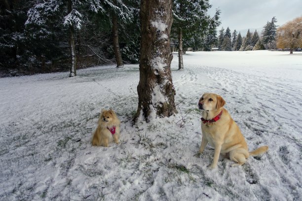 这是一张可爱可爱的照片，一只金色的小博美犬和一只金色的大拉布拉多犬耐心地坐在一起图片下载