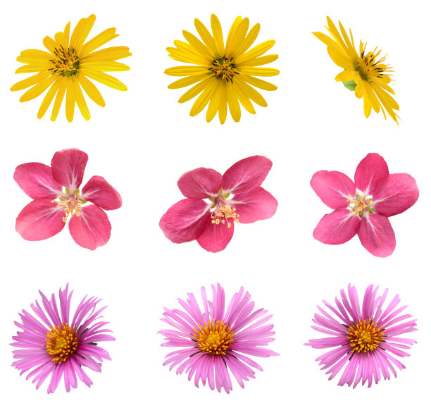 开花的头状花序，孤立白色图片下载