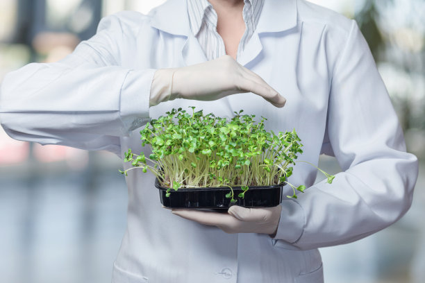 实验室助理用一个保护性的手势保护农业的萌芽。图片下载