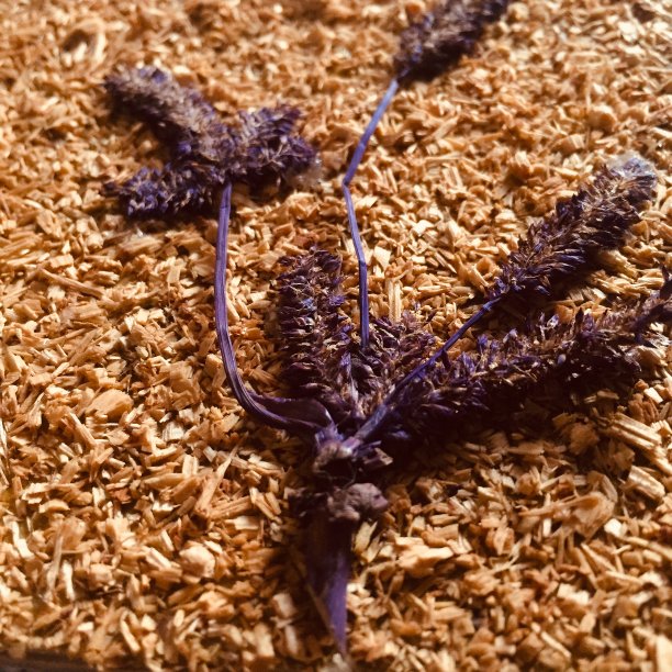 自然材料被干燥，并通过干燥处理来制作艺术创意和装饰。图片下载