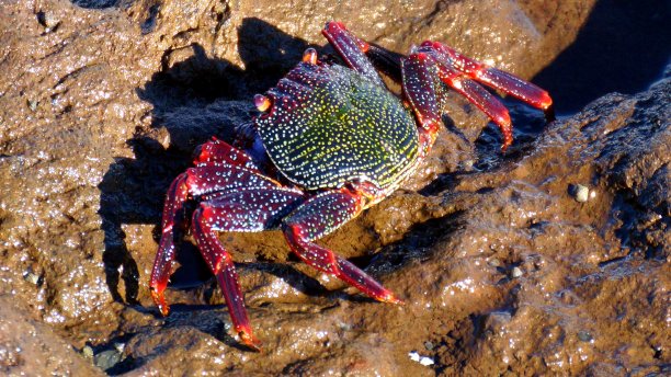 岩石上的螃蟹图片下载