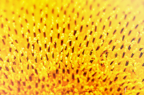 向日葵的微距照片图片下载