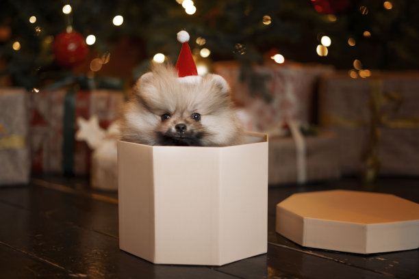 圣诞树下的礼品盒里有一只施皮茨小狗图片下载