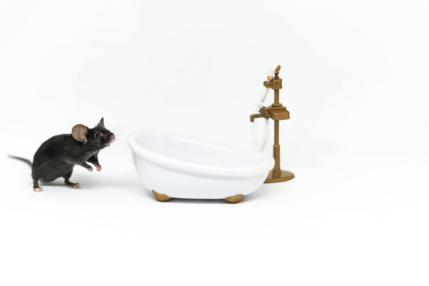 一只灰色的小老鼠看着浴室里的淋浴器。娃娃家具图片下载