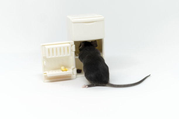 一只灰色的小老鼠在空冰箱里寻找食物。娃娃家具图片下载