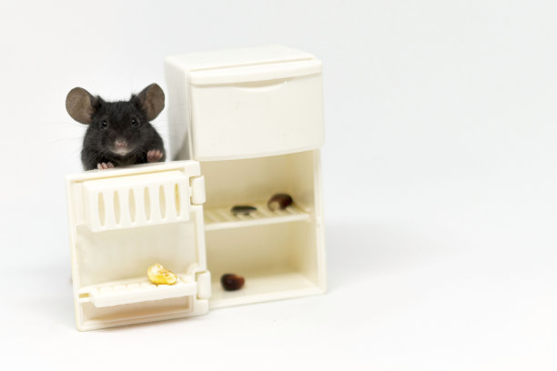 一只灰色的小老鼠在空冰箱里寻找食物。娃娃家具图片下载
