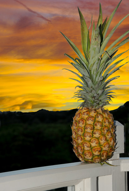 在毛伊岛的吉平，一个菠萝坐在日落的前景图片下载