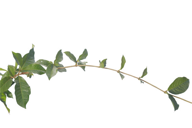 紫色花环叶孤立在白色背景使与唇路径。绿色的常春藤的概念。图片下载