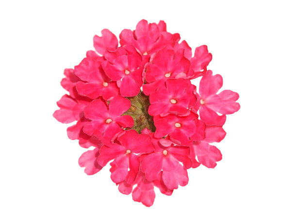 粉红色拖曳马鞭草花孤立在白色上图片下载