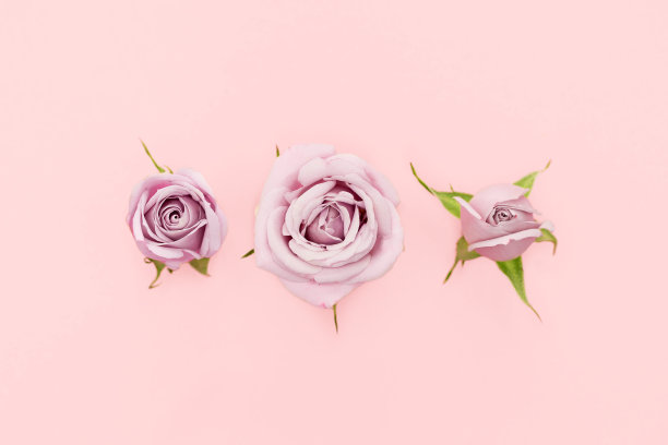 粉红色背景上的粉红色玫瑰花期。美丽的粉红色玫瑰花蕾在粉红色的背景。图片下载